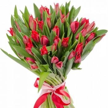 Красные тюльпаны 25 шт код товара: 13050